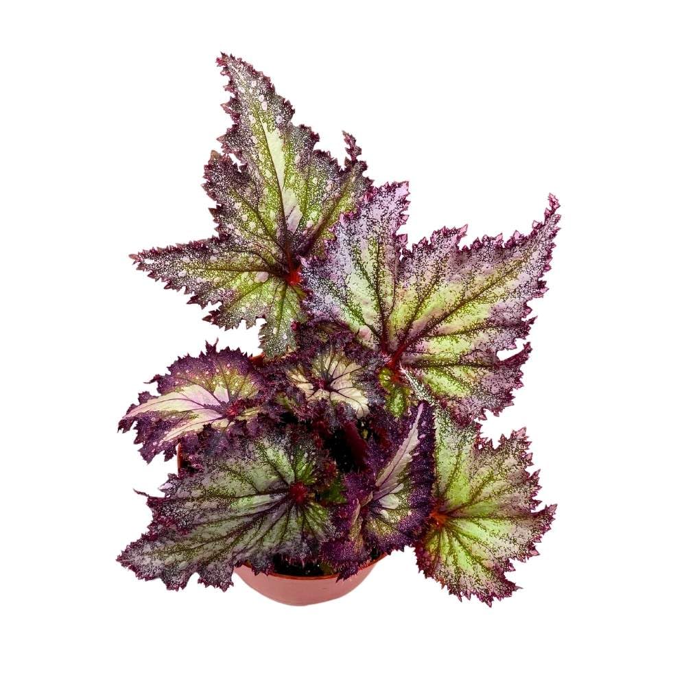 Harmony's Shooting Star Begonia Rex, 6 inch Purple with Green Spotty, Gnarly Glittery Jagged Leaf