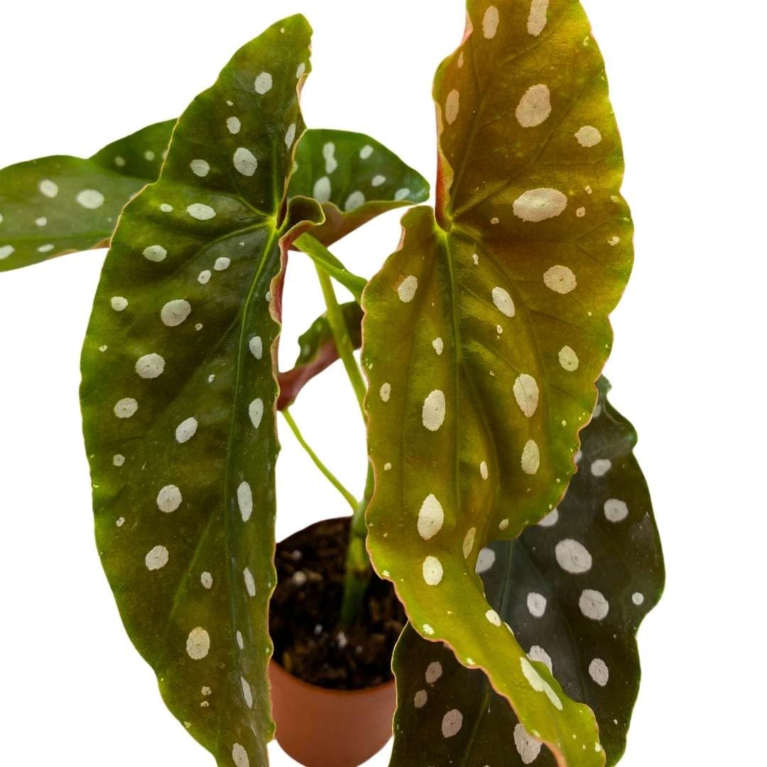 BubbleBlooms Begonia Maculata 2 inch Polka Dot Angel Wing