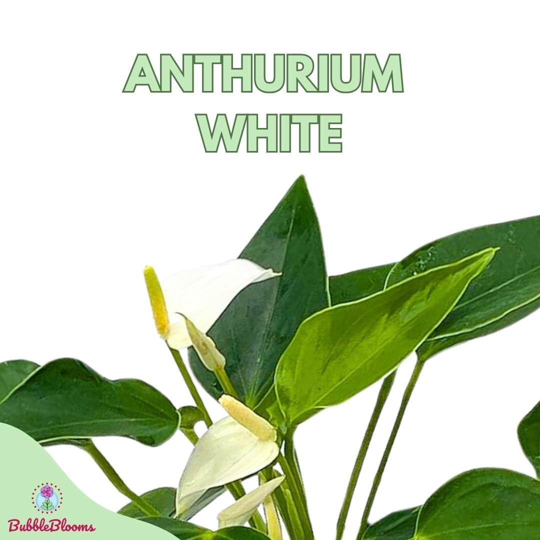 Anthurium White, Very Rare Limited Live Plant with Flower, in a 4 inch Pot