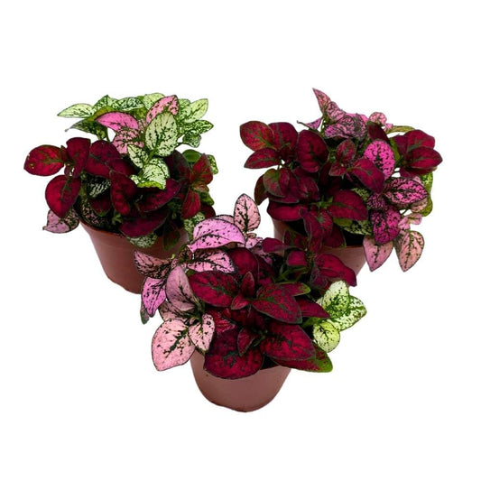 Tricolor Hypoestes phyllostachya 2 inch Set of 3 Flamingo Polka Dot Plant Red White and Pink Tiny Mini Pixie Plants