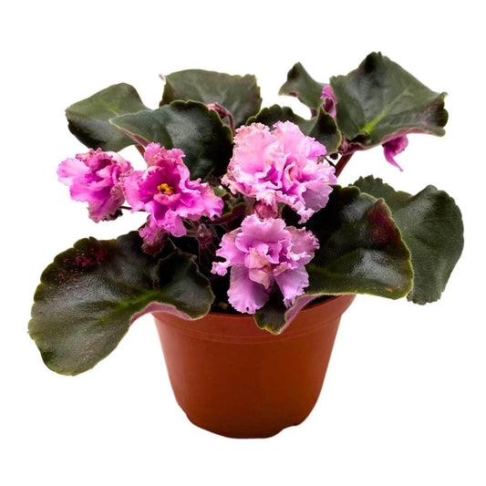 Harmony Foliage African Violet AB Autumn Forest 4 inch