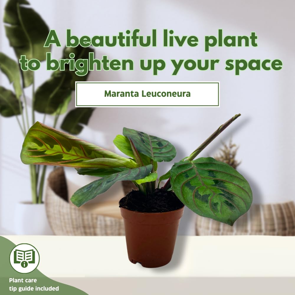 BubbleBlooms Mini Prayer Plant Calathea in 2 inch Pot, Growers Choice