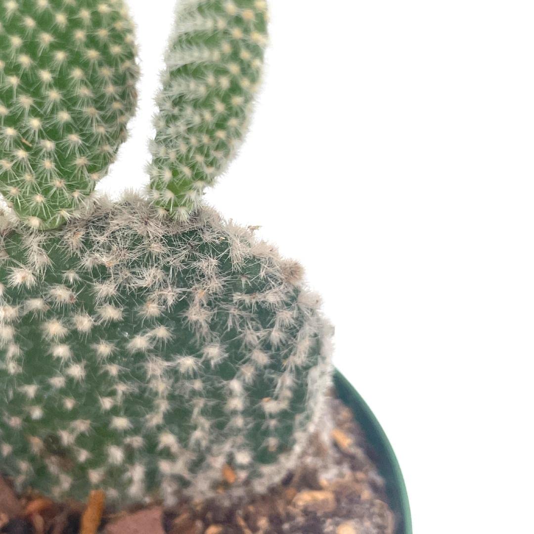 Bunny-Ears Prickly-pear Snow White Opuntia microdasys, Large Bunny Ears Prickly Pear with Glacier White Fuzz and White Areoles in 4" Pot,