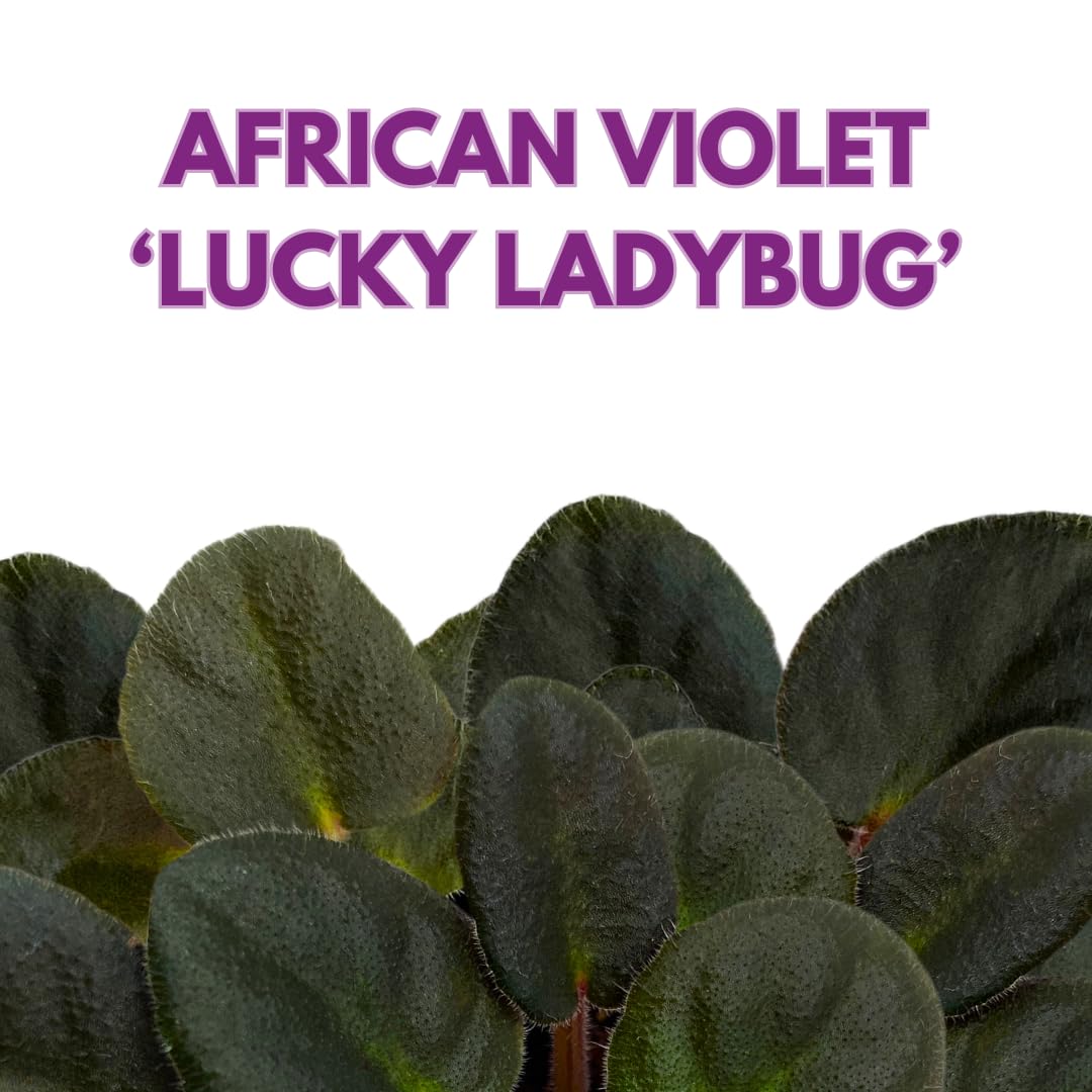 Harmony Foliage Mini African Violet Lucky Ladybug 2 inch Red Flower