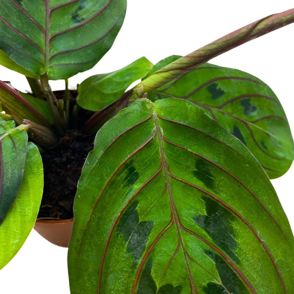 BubbleBlooms Mini Prayer Plant Calathea in 2 inch Pot, Growers Choice