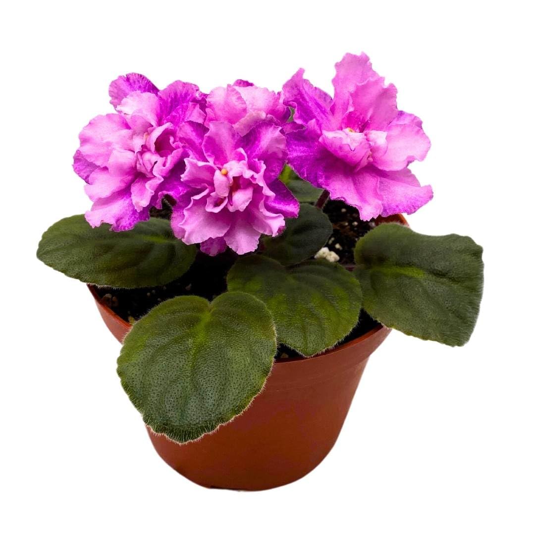 Harmony Foliage African Violet Cajun's Blueberry Hill 4 inch Gesneriad