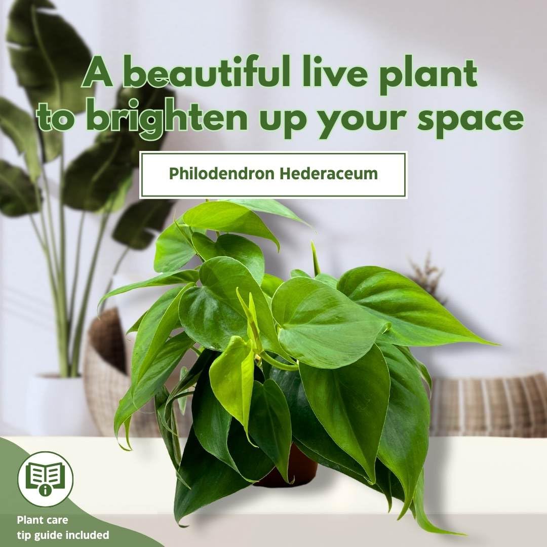 BubbleBlooms Philodendron Heartleaf 4 inch hederaceum