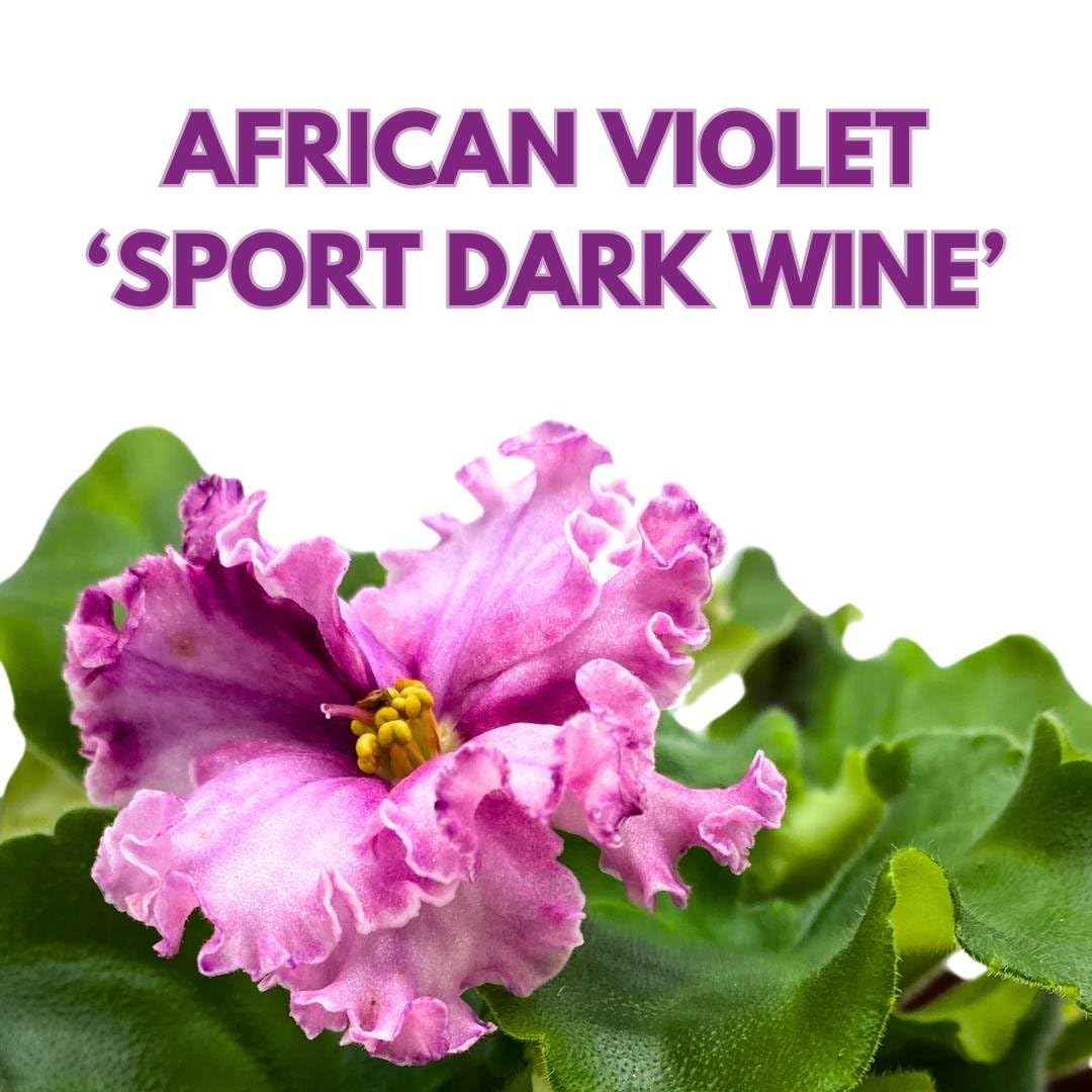 Harmony Foliage African Violet Sport Dark Wine 4 inch