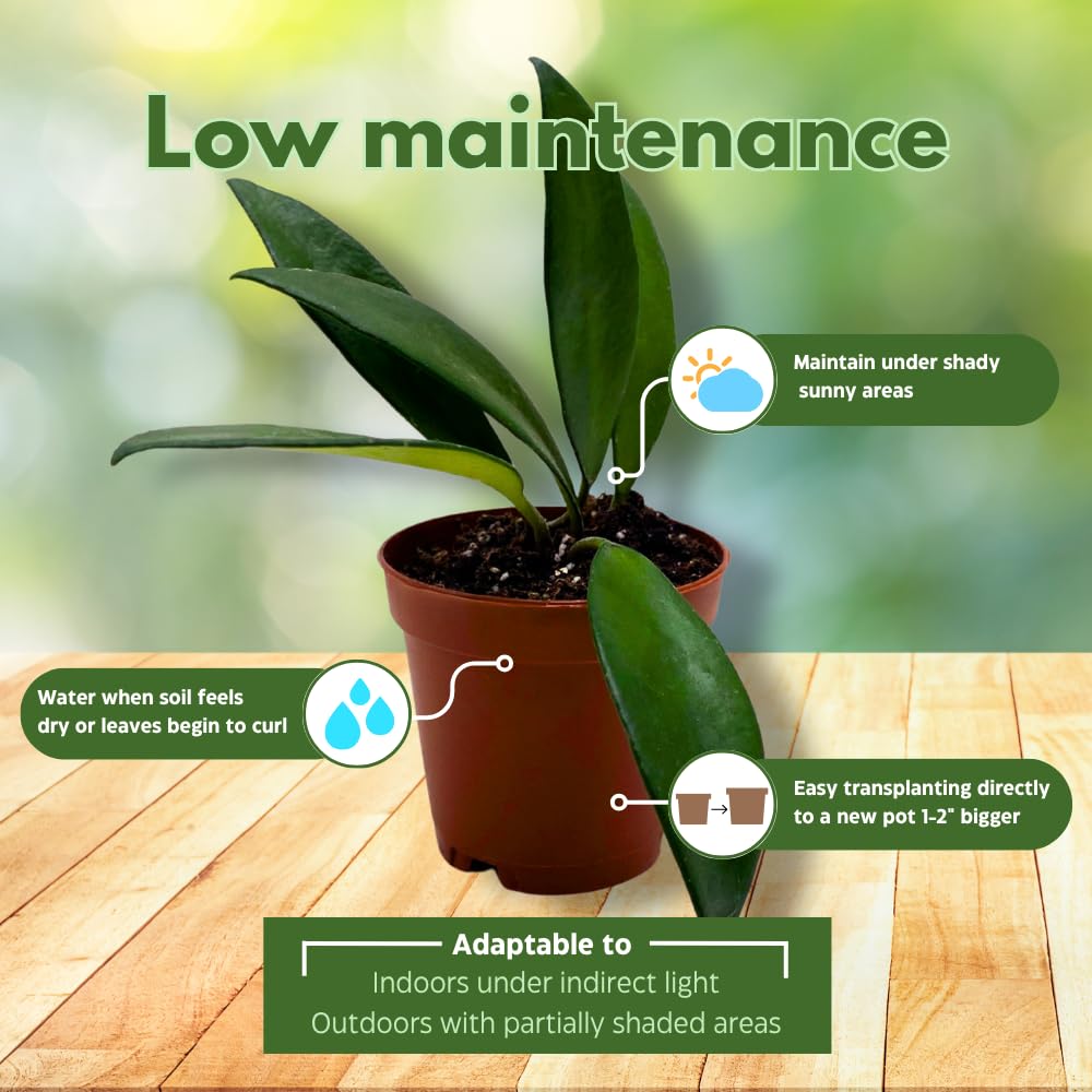 BubbleBlooms Hoya David Cummingii in a 2 inch Pot Tiny Mini Pixie Plant