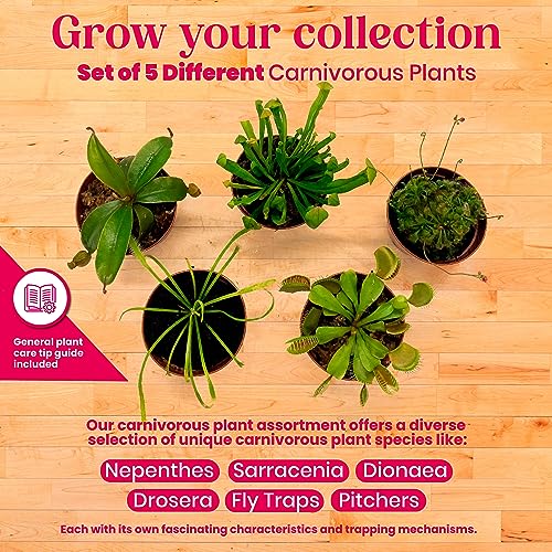BubbleBlooms Carnivorous Plant Assortment Set, 5 Live Different Plants in 2 inch Pots