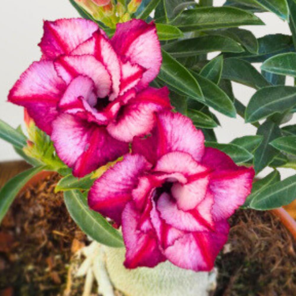 BubbleBlooms Desert Rose Rose Crown in a 4 inch Pot Extremely Rare Flower