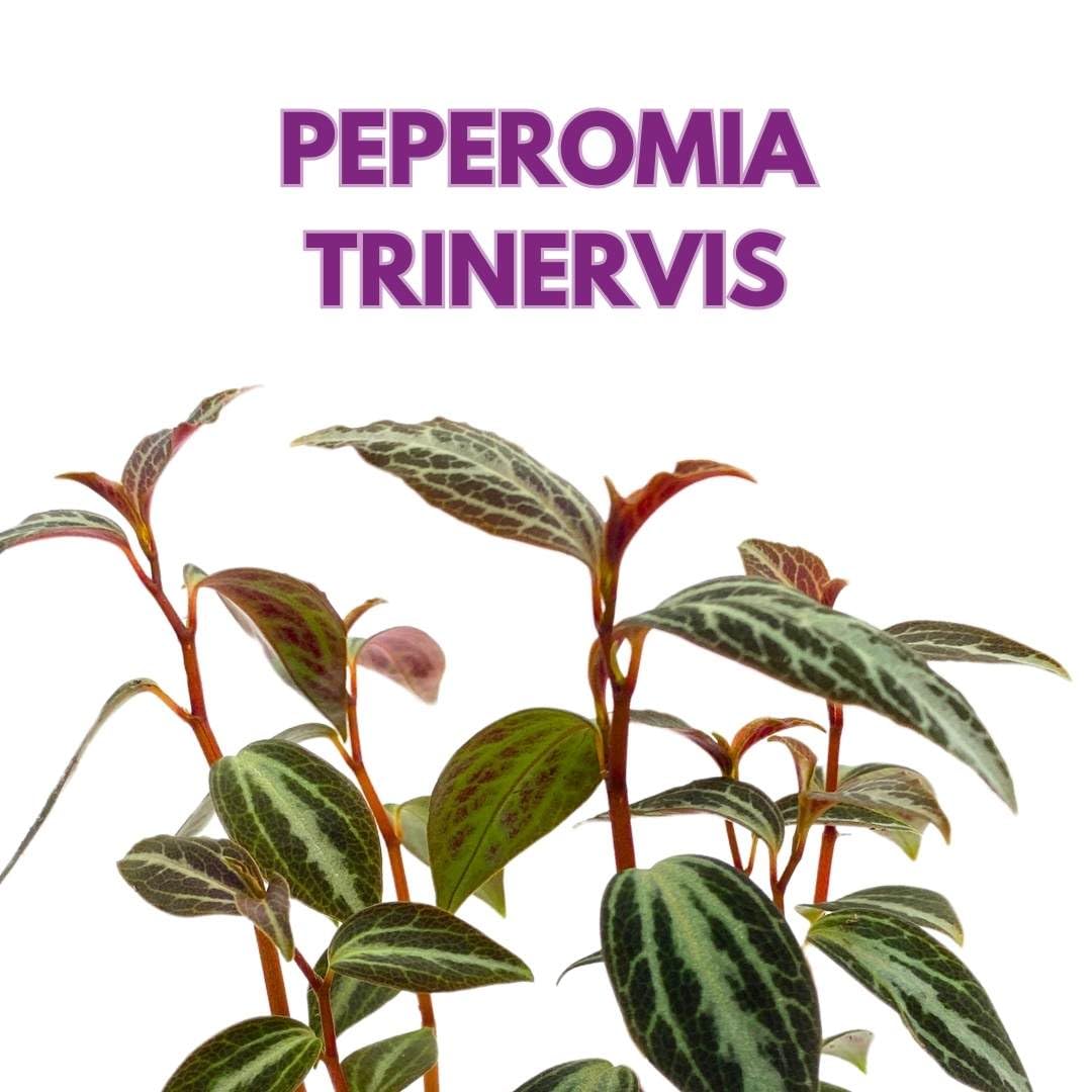 Peperomia Trinervis in a 2 inch Pot