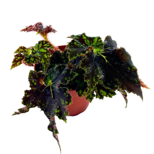 Begonia Unique 4 inch Rhizomatous Dark Green Black Rhizo