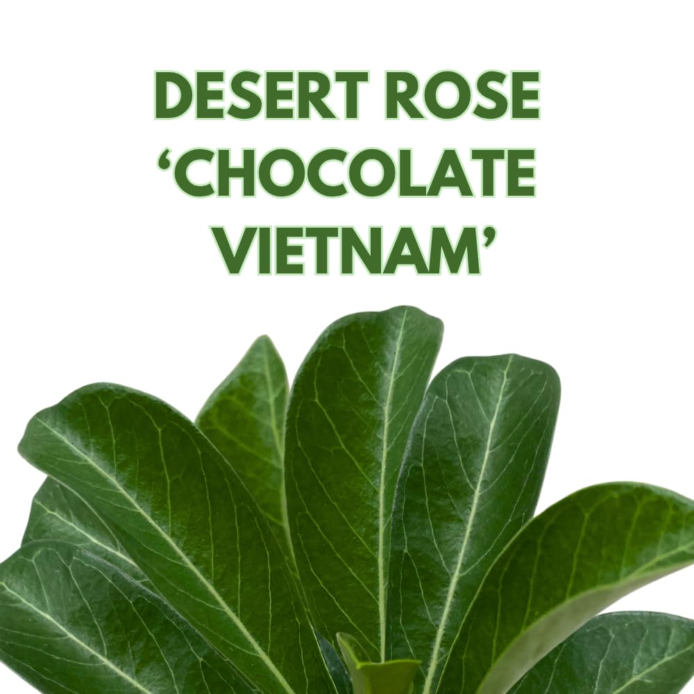 BubbleBlooms Desert Rose Chocolate Vietnam in a 4 inch Pot Extremely Rare Flower