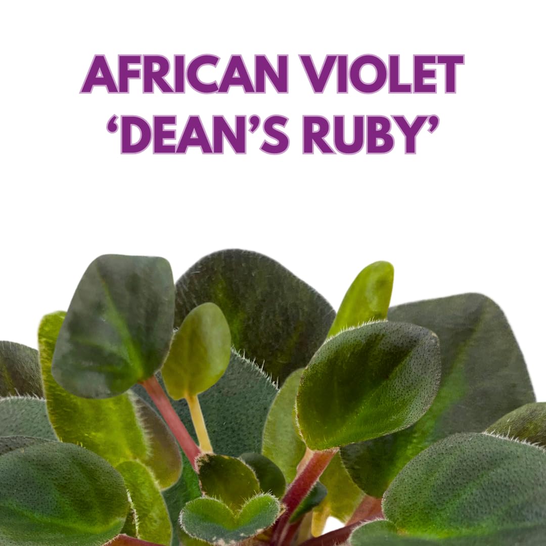 Harmony Foliage Mini African Violet Dean's Ruby 2 inch Purple Pink Flower