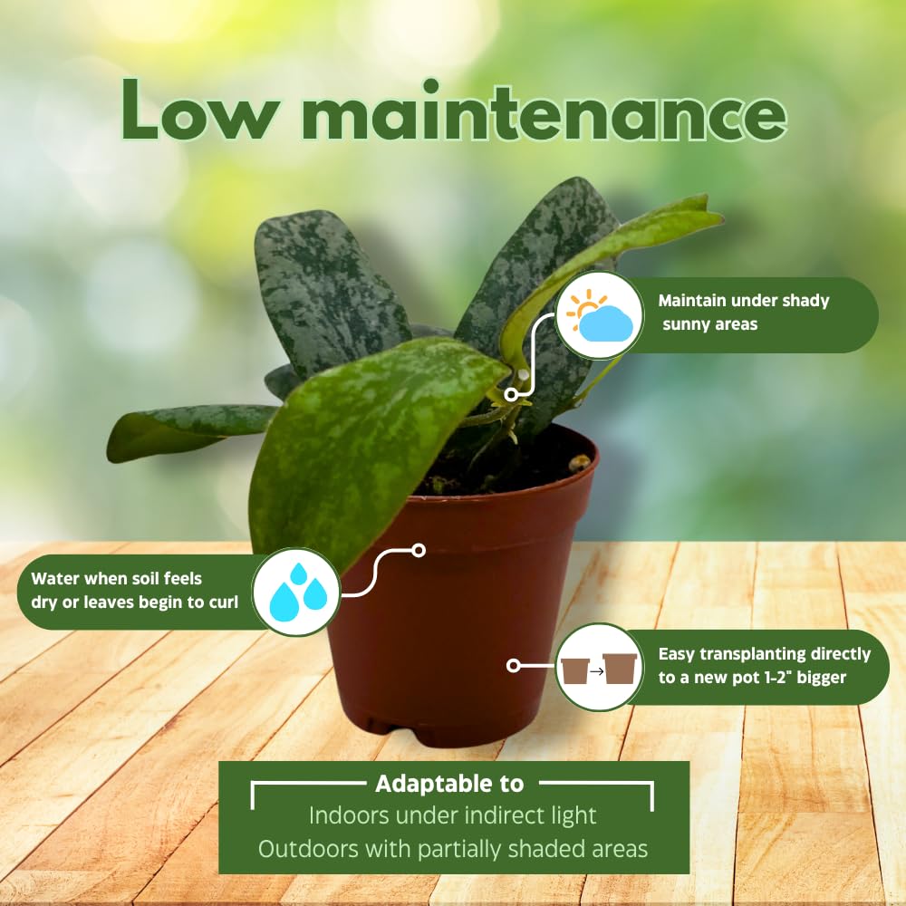 BubbleBlooms Hoya Sigilatis in a 2 inch Pot Tiny Mini Pixie Plant