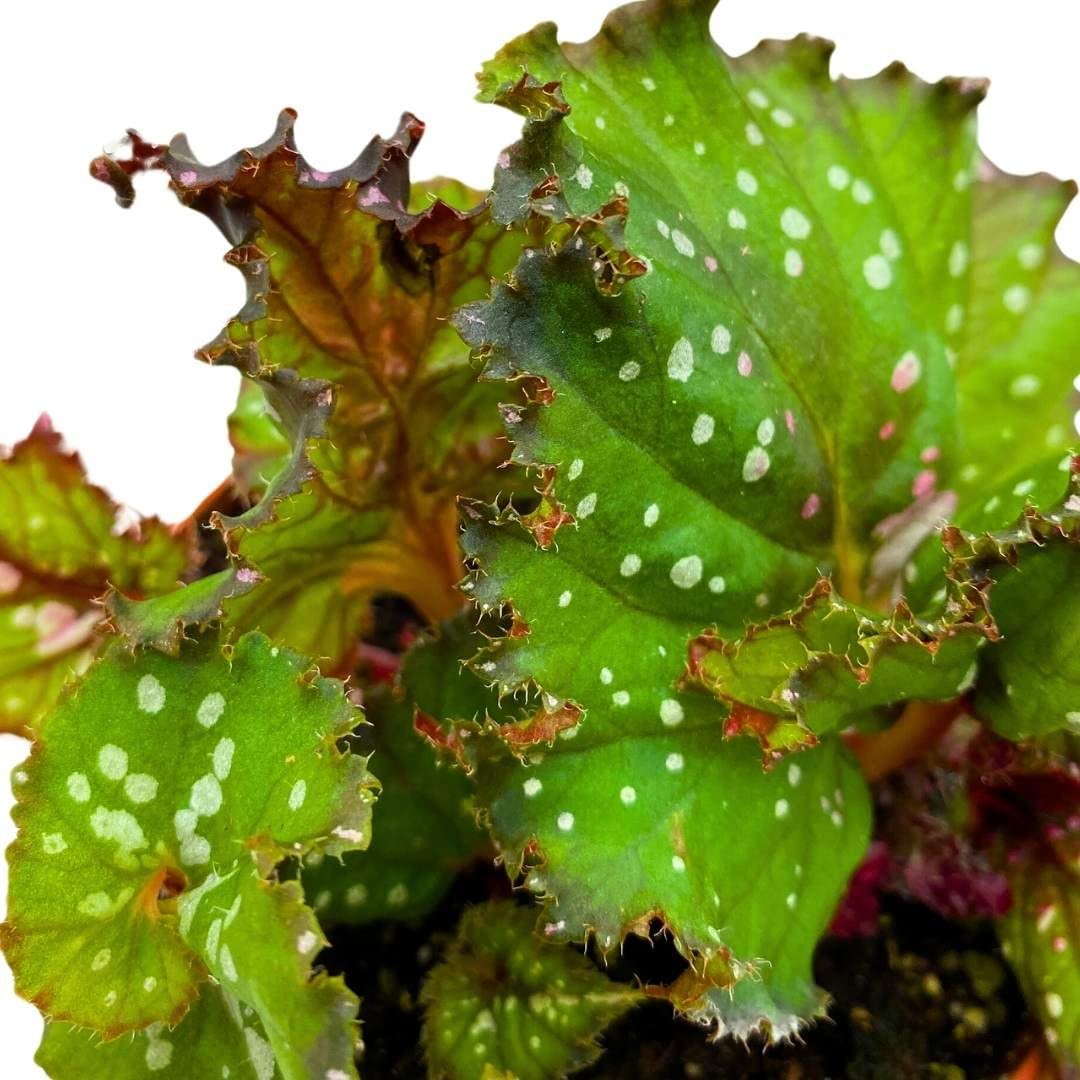 Harmony Foliage Begonia Rex Harmony's St. Nick in a 4 inch Pot