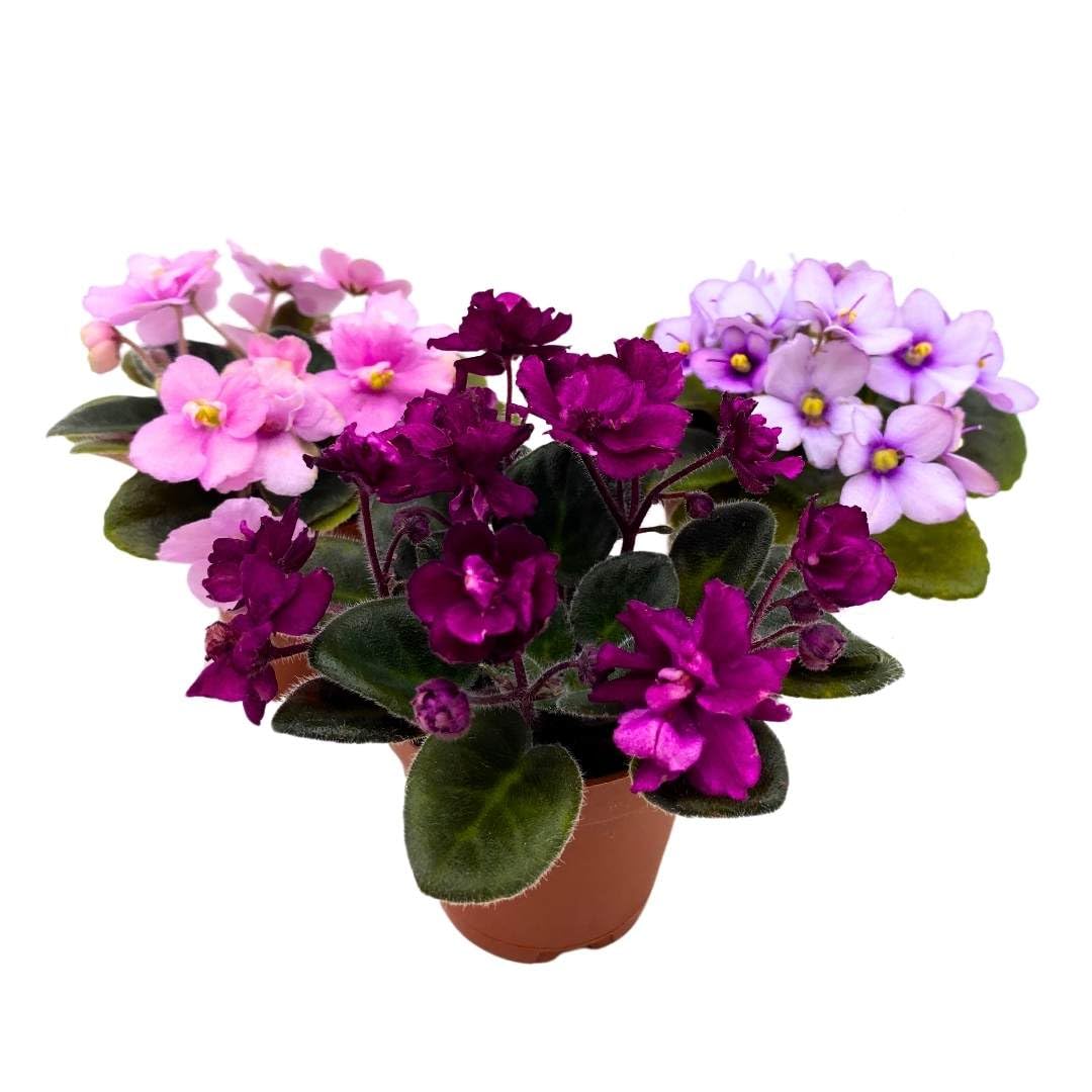 Harmony's Mini African Violets Grower's Choice Mix 2 inch Set of 3 Rare Variegated and Collector's Varieties