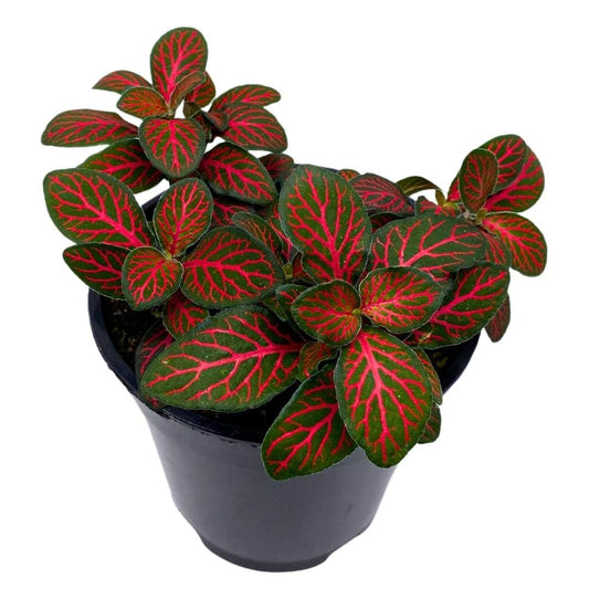 Red Fittonia Albivenis Nerve Plant, 4 inch, Silver Net Leaf, Mosaic Jewel Creeping Indoor Plant verschaffeltii