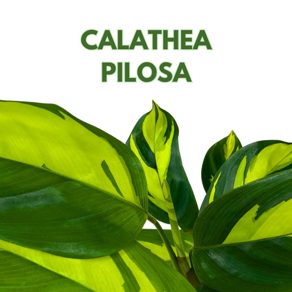 BubbleBlooms Calathea Pilosa in a 2 inch Pot Tiny Minie Pixie Plant