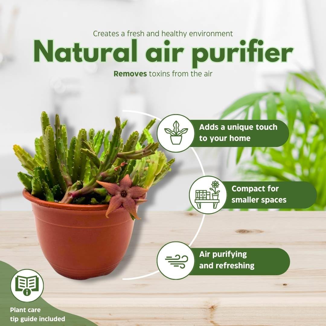 BubbleBlooms Schinzii Stapelia Huernia Starflower Starfish Plant in a 6 inch Pot