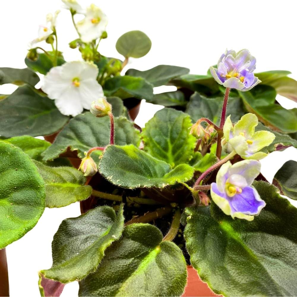 Harmony Foliage Harmony's African Violet Assortment, 4 inch Set of 5, Rare Saintpaulia Violets Gesneriads