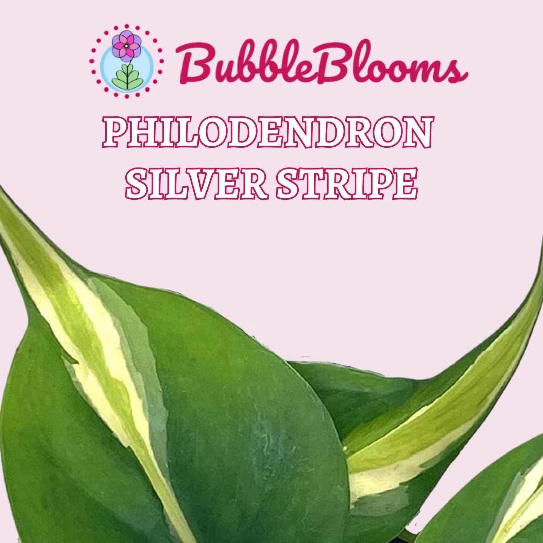 variegated philodendron hederaceum BubbleBlooms Philo Silver Stripe, 4 inch Variegated Philodendron Heder – Florida House Plants