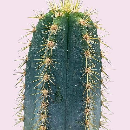 BubbleBlooms Blue Columnar Cactus, Pilosocereus pachycladus Cacti, Column Blue Torch, in a 4 inch Pot