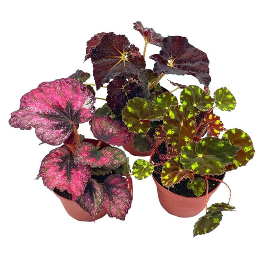 BubbleBlooms Harmony's Begonia Rex Assortment, Warm Colorful Summer, 4 inch, Set of 3, Painted-Leaf Begonia, Unique Homegrown Exclusive, Variegated