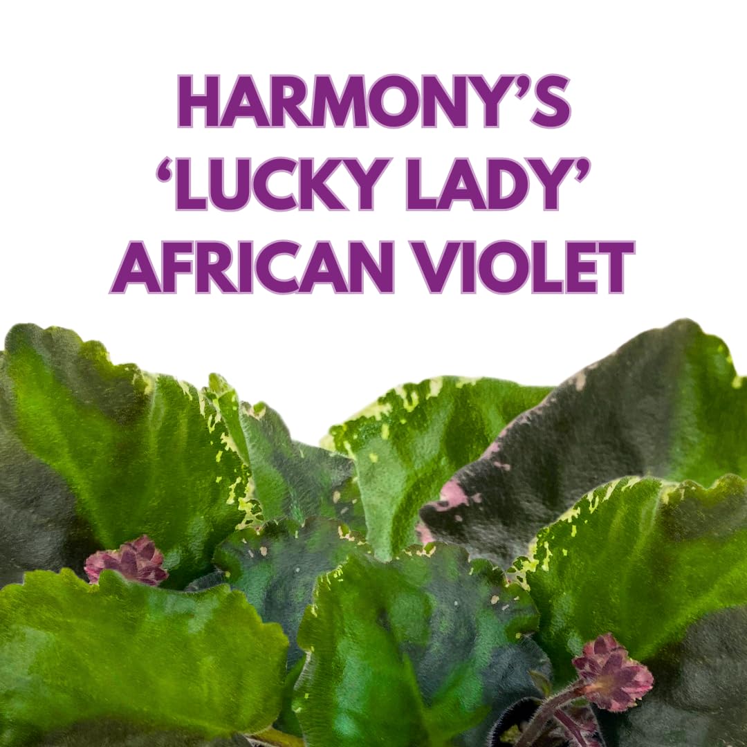 Harmony Foliage African Violet Harmony's Lucky Lady 4 inch Pink White Flower