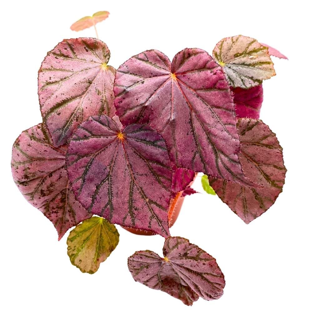 Harmony's Stormy Sunset Begonia, 4 inch Pink Rhizomatous Rhizo