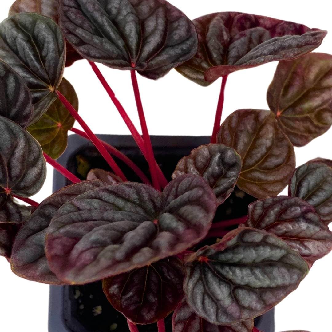 Harmony Foliage Peperomia Luna Red Ripple in a 3 inch Pot