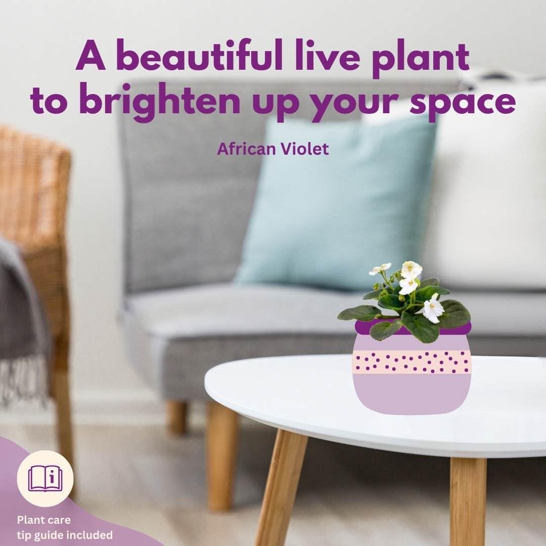 BubbleBlooms Harmony's African Violet Assortment Set, 2 inch pots, 6 Different African Violets Gesneriad Plants, Tiny Mini Pixie Plant Variety