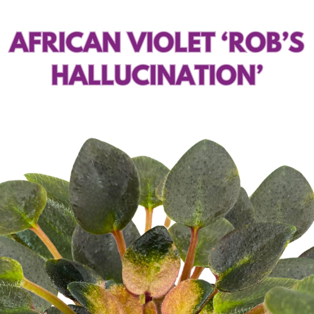 Harmony Foliage Mini African Violet Rob's Halluciantion Variegated, 2 inch Purple Flower