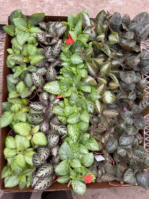 Harmony Foliage Episcia Assorment in 4 inch pots 30-Pack Bulk Wholesale Colorful Flame Violets