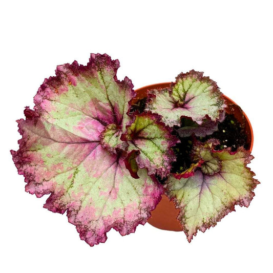 Harmony's Pink Dreams Begonia Rex 4 inch Swirly Link Pink Spiral