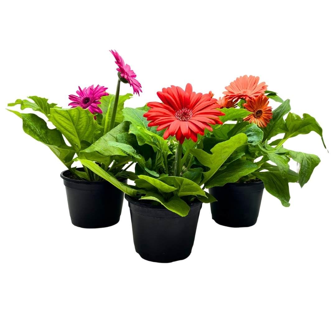 BubbleBlooms Flowering Gerbera Daisy jamesonii Set of 3 in 4 inch pots African Barberton Transvaal Hilton Daisy Mother's Day Plants