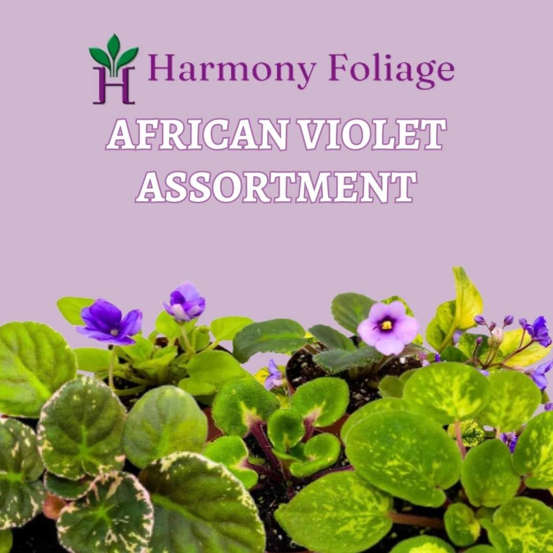 Harmony's Variegated African Violet Assortment, 2 inch Set of 5, Rare Mini Saintpaulia Violets Gesneriads