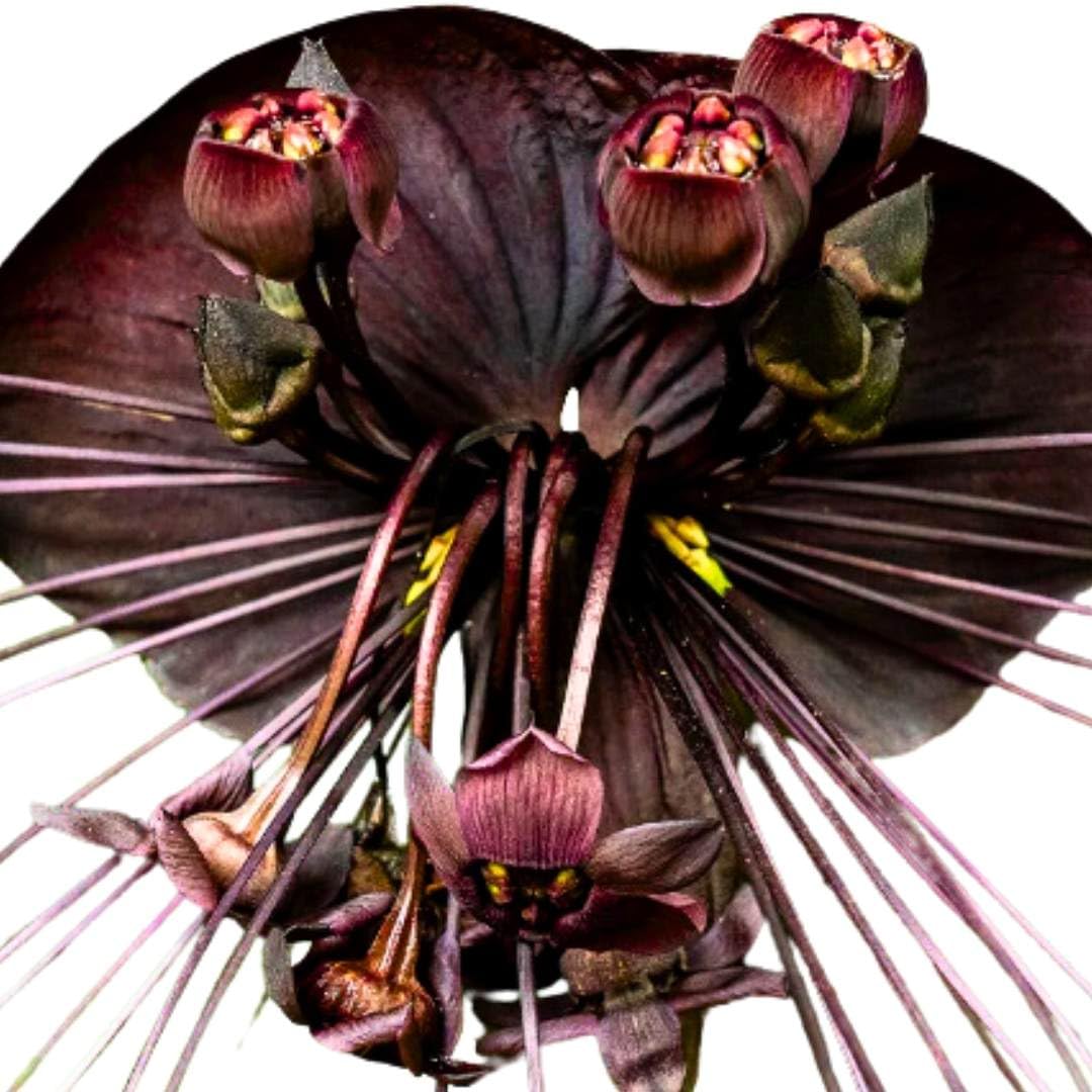 BubbleBlooms Tacca Chantrieri Black Bat 2 inch