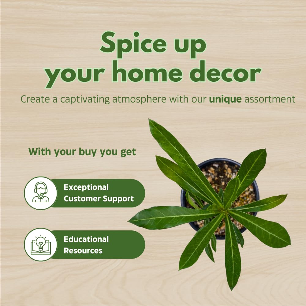 BubbleBlooms Desert Rose Medusa in a 4 inch Pot Extremely Rare Flower