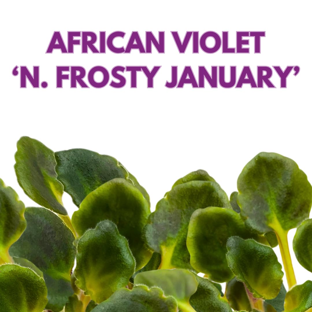 Harmony Foliage Mini African Violet N. Frosty January, 2 inch Purple Flower