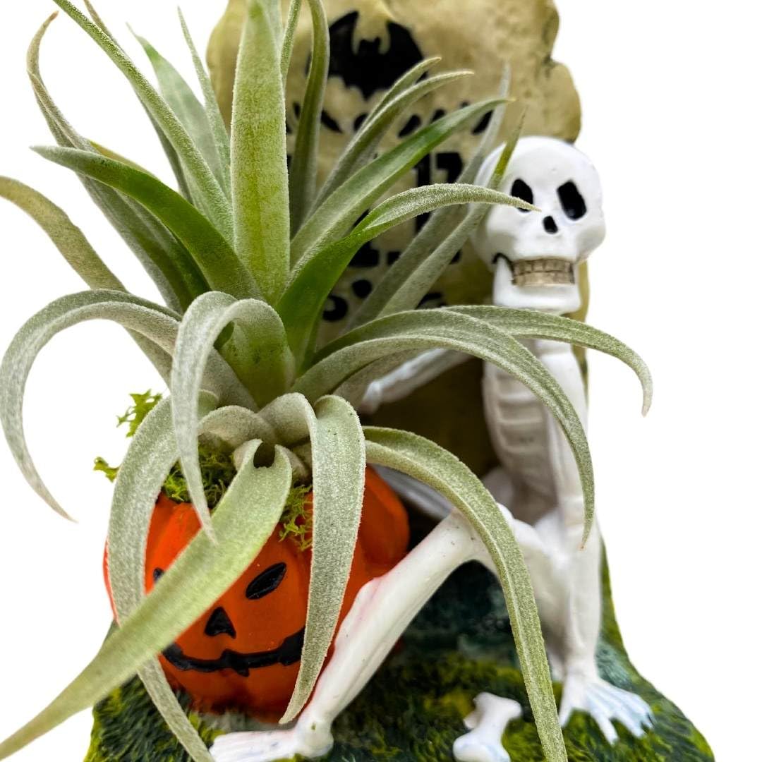 BubbleBlooms Halloween Skeleton Tombstone Air Plant Holder Resin Art Sculpture Hand Made