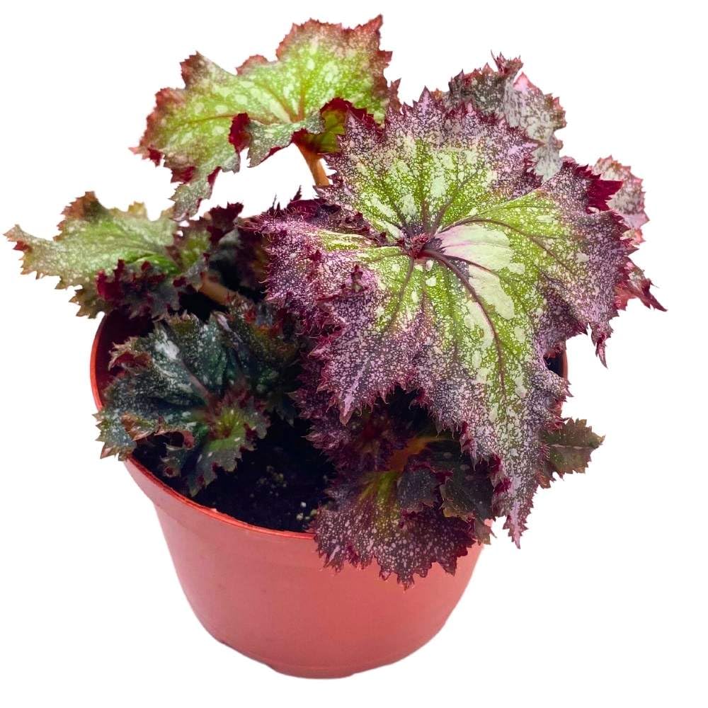 Harmony's Pink Radiance Begonia Rex Curled Purple and Green with White Splash