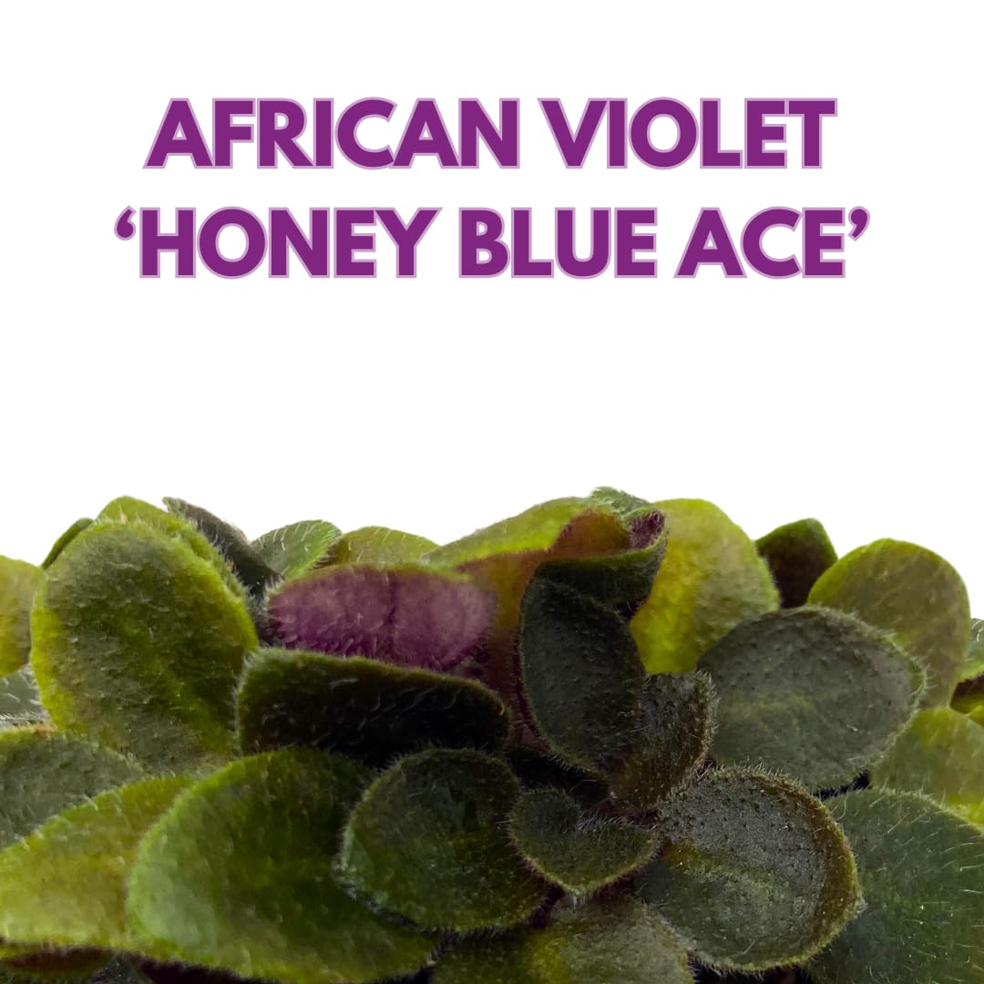 Harmony Foliage Mini African Violet Honey Blue Ace 2 inch Blue Flower