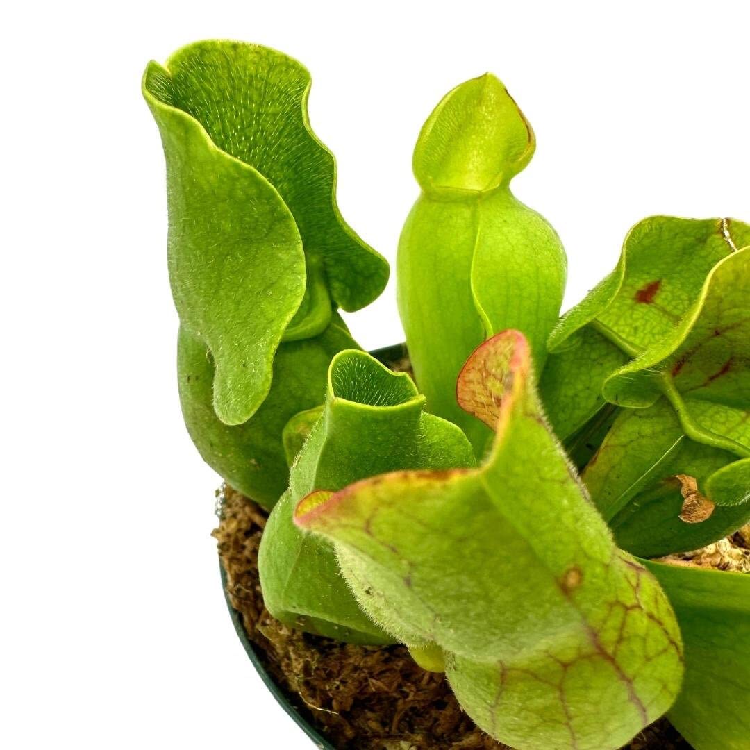pot for pitcher plant BubbleBlooms Jumbo Sweet Pitcher Plant, in a 3 Inch Pot, Carnivorous P – Florida House Plants