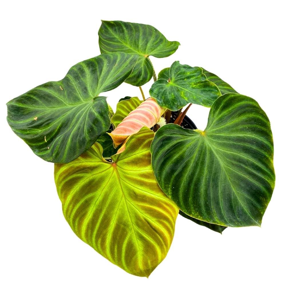 Philodendron Verrucosum 6 inch Deep Green Philo Rare Indoor House Plant