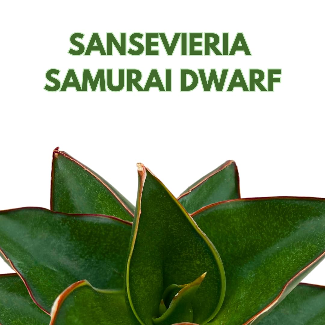 samurai snake plant BubbleBlooms Sansevieria Samurai Dwarf 2 inch Blue Star Snake Plant – Florida House Plants