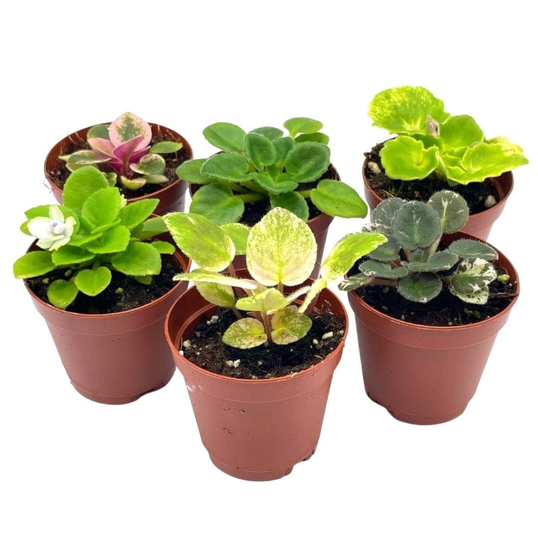 BubbleBlooms Harmony's African Violet Assortment Set, 2 inch pots, 6 Different African Violets Gesneriad Plants, Tiny Mini Pixie Plant Variety