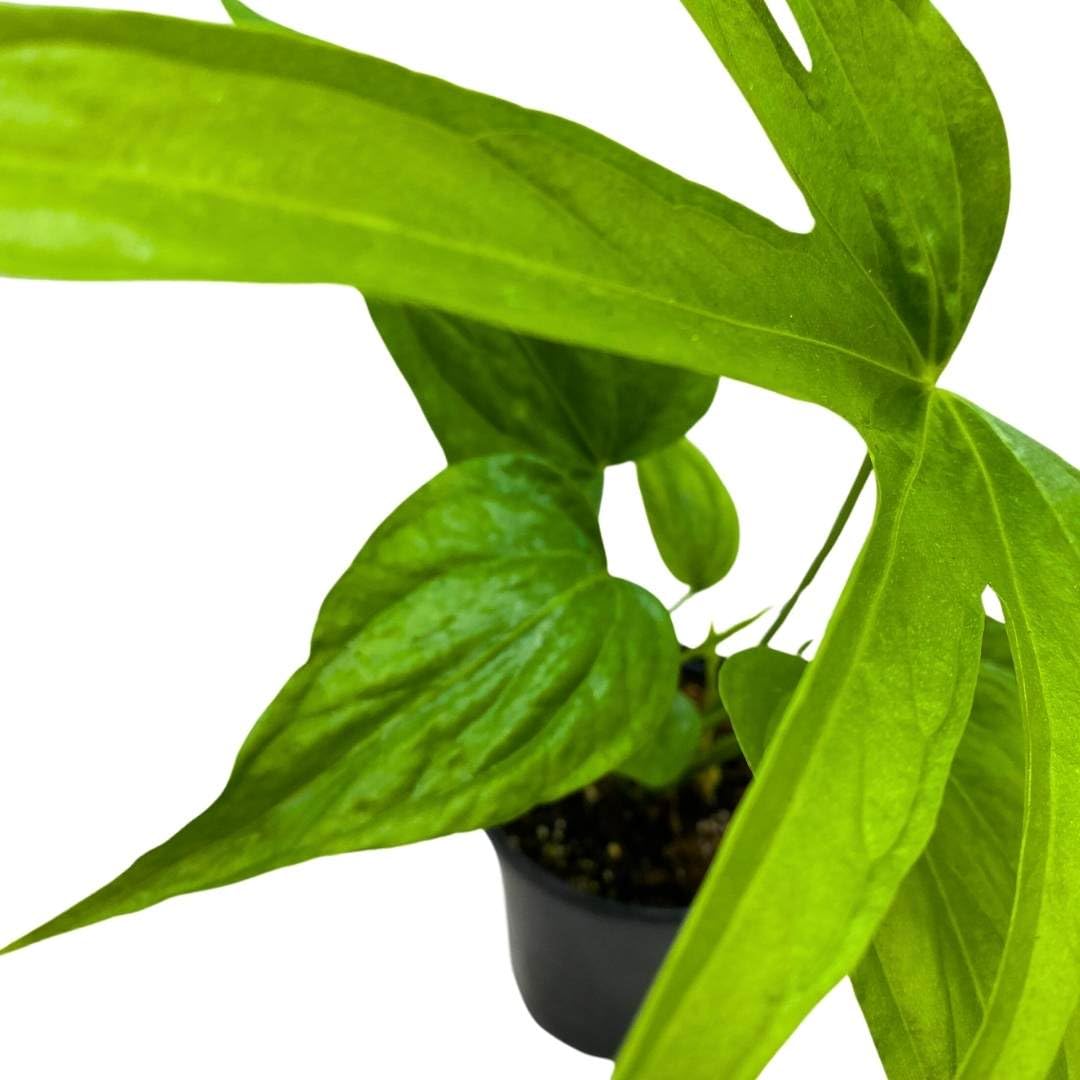 BubbleBlooms Anthurium Fingers 4 inch