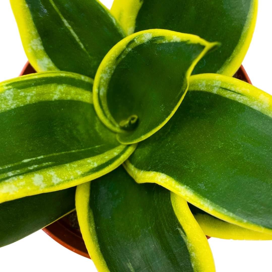 BubbleBlooms Sansevieria Marginata Jade in a 4 inch Pot